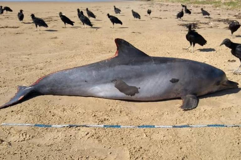 Golfinho é encontrado morto em praia no município de Feliz Deserto, no litoral sul de Alagoas