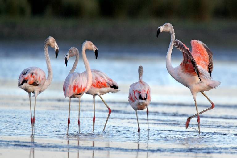 No Parque Nacional da Lagoa do Peixe, em Porto Alegre, é possível ver flamingos por cerca de 19 km das praias ao sul do parque