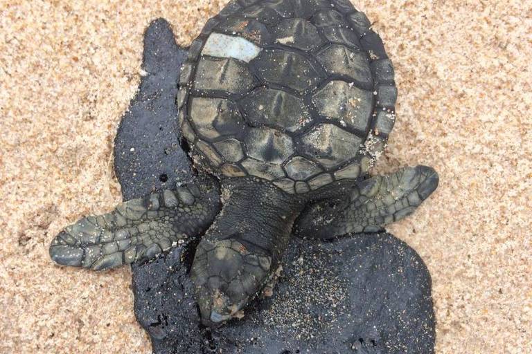 Tartaruga encontrada morta na praia de Itacimirim, na Bahia