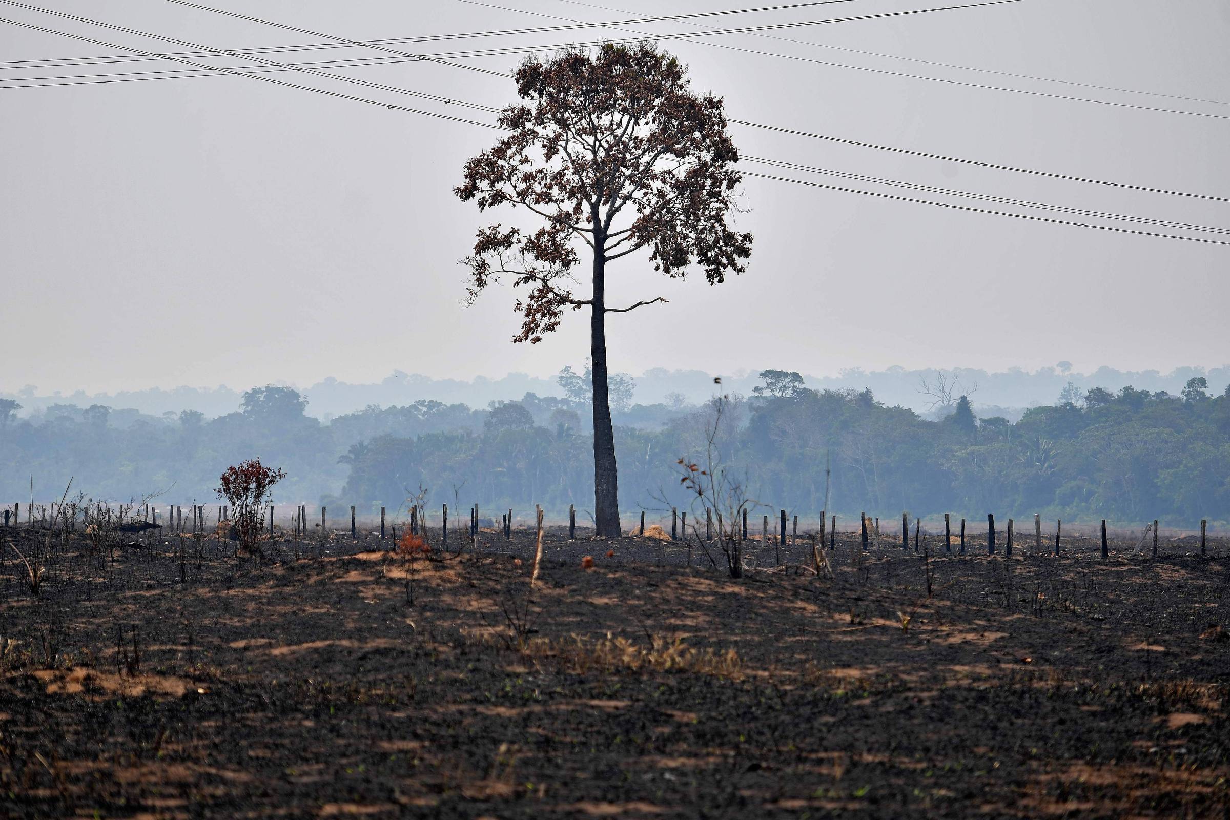 Экология леса. Deforestation 2020. Обезлесение и глобальное потепление. Вырубка леса глобальное потепление. Изменение климата из за вырубки лесов.