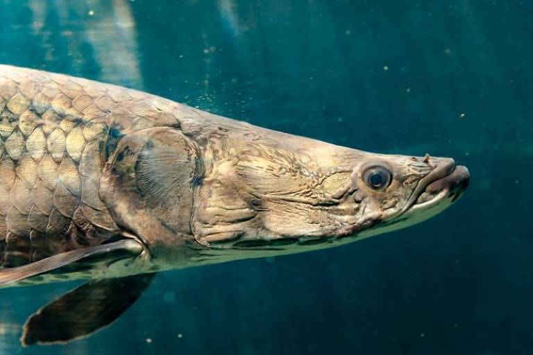O pirarucu é um dos maiores peixes de água doce do mundo e agora outra propriedade sua é destrinchada: a resistência de suas escamas