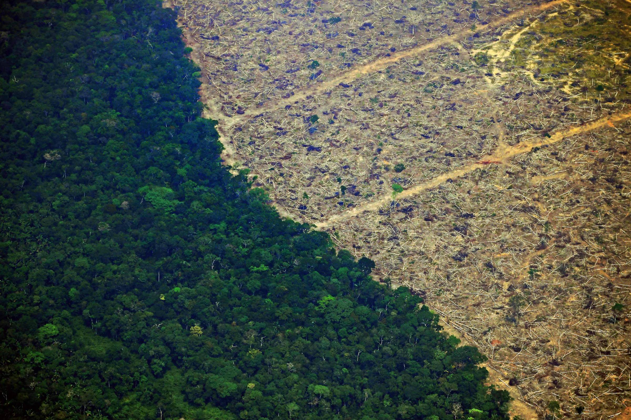 Se Amazônia virasse pasto, região ficaria 5,5ºC mais quente e continente teria menos chuva