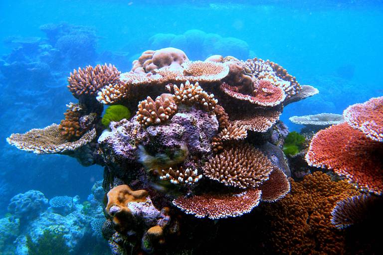 Uma variedade de corais no recife de Flynn, parte da Grande Barreira de Corais perto de Cairns, em Queensland, na Austrália.