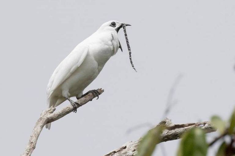 foto do pássaro branco