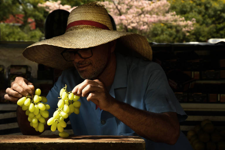 Vendedor examina uvas em feira na praça Charles Miller, no Pacaembu, zona oeste de São Paulo