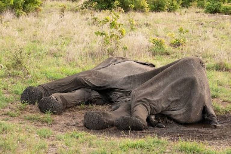 Ao menos 55 elefantes morreram de fome no Parque Nacional Hwange, no Zimbábue, nos últimos dois meses, por causa da grave seca que atinge o país; há indícios de que os elefantes morreram pouco antes de chegar às poças d'água