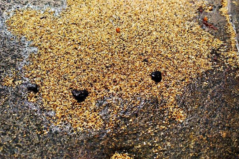 Fragmentos de óleo recolhidos no norte da ilha de Santa Bárbara, em Abrolhos