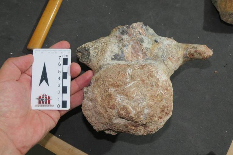 Pesquisadores encontram vértebra de titanossauro no interior de SP