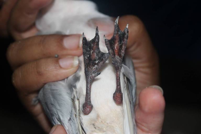 As 12 aves afetadas apresentaram vestígios do produto nas patas, o que indica que o contato com o material aconteceu em bancos de areia e não em alto-mar 