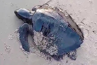 Oil-covered sea turtle crawls along Itatinga beach after a spill in Alcantara
