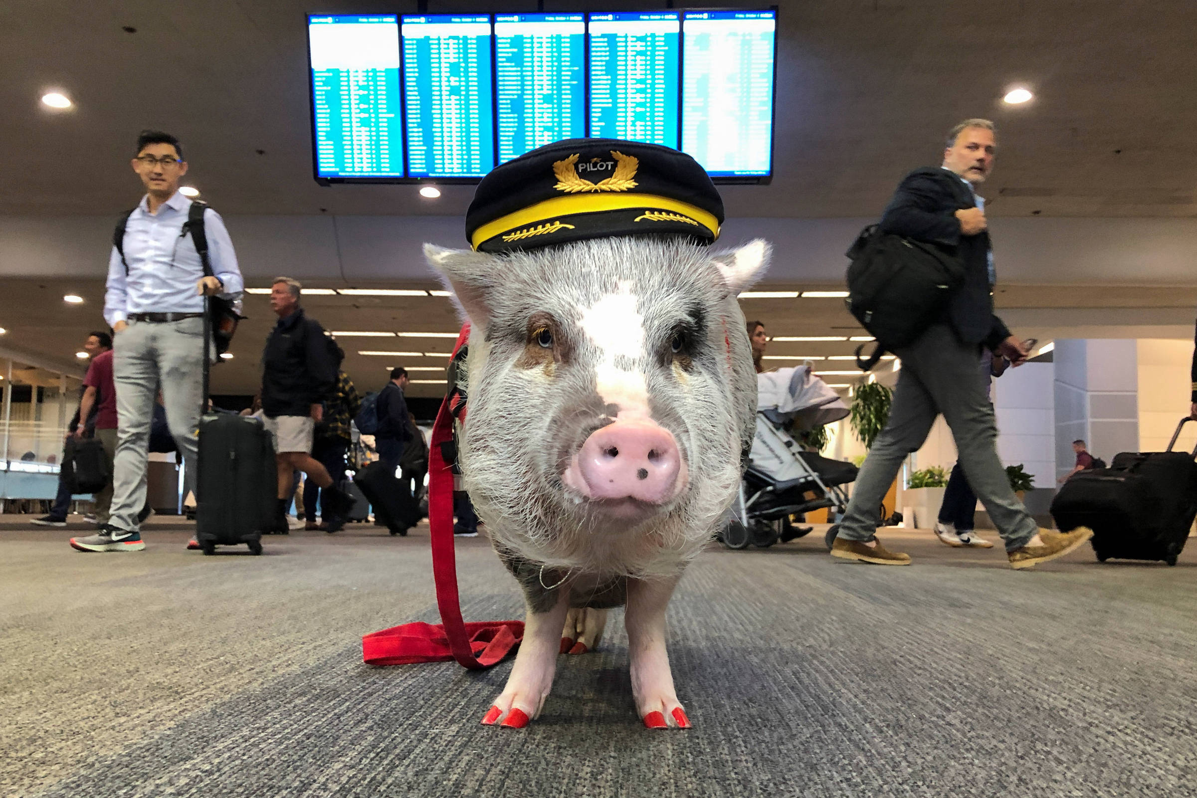 Европа свинья. Свинка в аэропорту Сан Франциско. Свинья в аэропорту. Костюм свиньи.