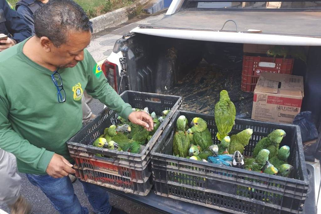 Para legalizar papagaio de ministro do STJ, presidente do Ibama flexibiliza lei ambiental