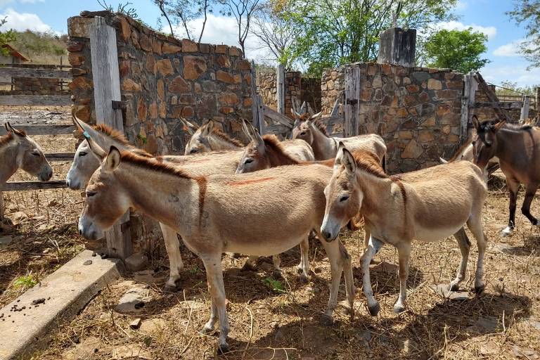 CONHEÇA O MAIOR FRIGORÍFICO DE CAVALOS DO BRASIL - INACREDITÁVEL