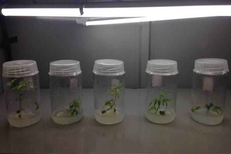 Cultivo in vitro de Cannabis com partes da planta na UFSJ