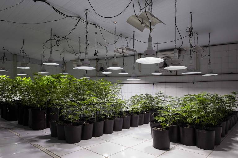 Plantação de Cannabis da Abrace-Esperança, única associação no país com autorização judicial para o cultivo e extração do óleo a base de CBD (canabidiol)
