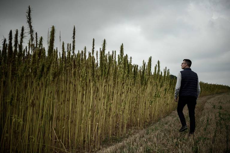 Plantação industrial de Cannabis em Maisoncelles-en-Brie, na França
