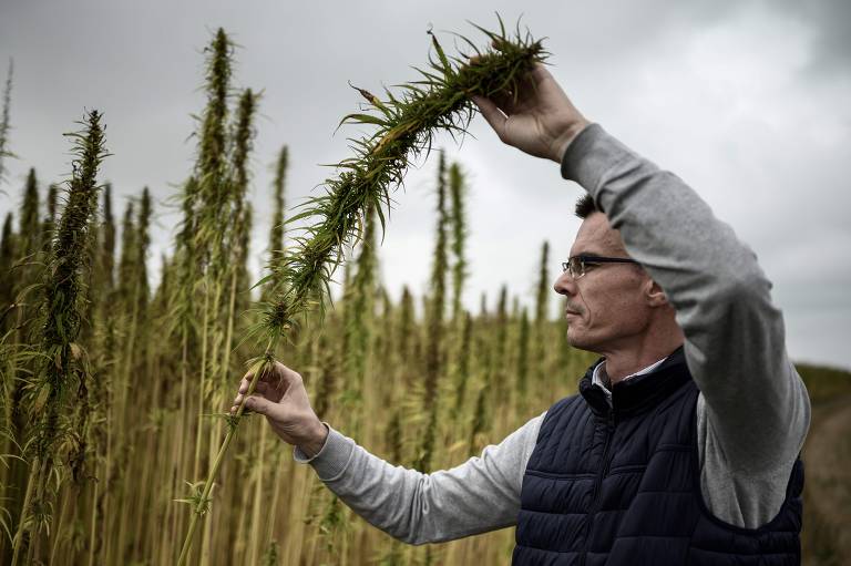 Plantação industrial de Cannabis em Maisoncelles-en-Brie, na França