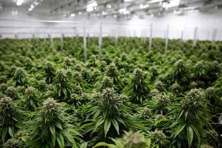 Chemdawg marijuana plants grow at a facility