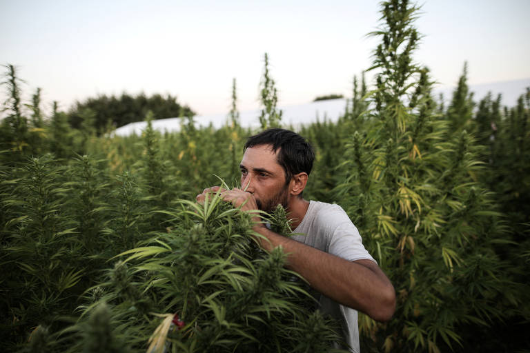 Giorgos Avgeris, 35, cultiva Cannabis na Grécia e também tem a doença de Crohn