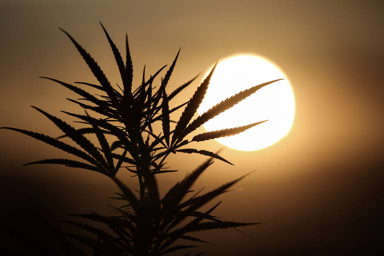 Plantação de Cannabis na Grécia