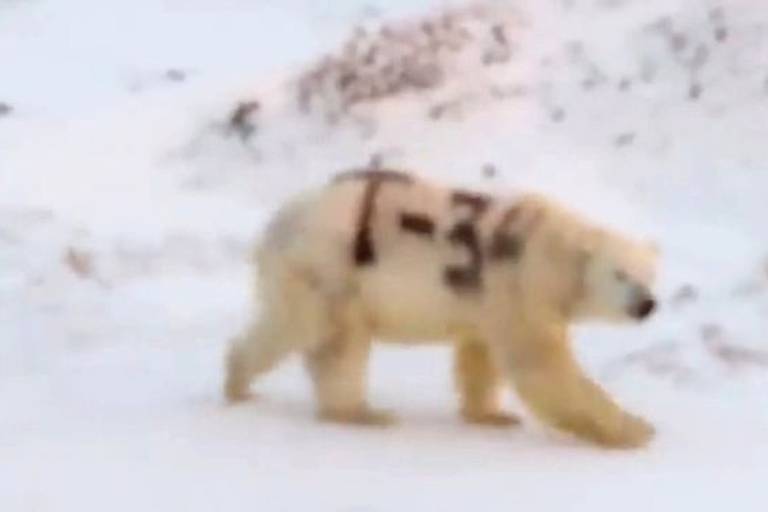 Vídeo em circulação nas redes sociais mostra urso polar com pelo pichado; teme-se que isso dificulte a habilidade do urso de se camuflar e, consequentemente, de caçar alimentos