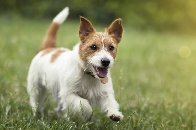 Texto cachorro preto com uma impressão de pata de animal em vez da letra o  pet pegada na palavra cachorro