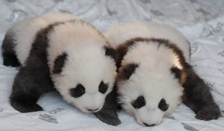 Dois bebês pandas nasceram em Berlim 