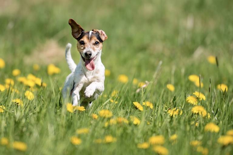 Cachorro corre em campo com flores amarelas