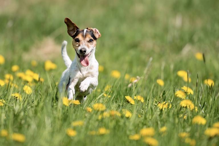 Cachorro corre em campo com flores amarelas 