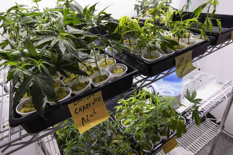 Plantação de cannabis da Abrace Esperança, única associação no país com autorização judicial para o cultivo e extração do óleo a base de canabidiol, em João Pessoa (PB)