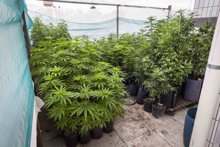 Plantação de cannabis da Abrace Esperança, única associação no país com autorização judicial para o cultivo e extração do óleo a base de canabidiol, em João Pessoa (PB)