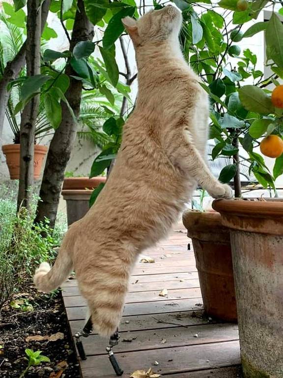 O 'gato biônico' que virou estrela nas redes sociais