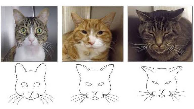 Gatos e desenhos de suas faces