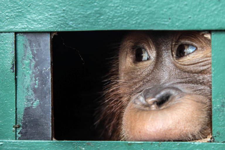 Bebê orangotango é devolvido à vida selvagem na Indonésia; veja fotos de hoje