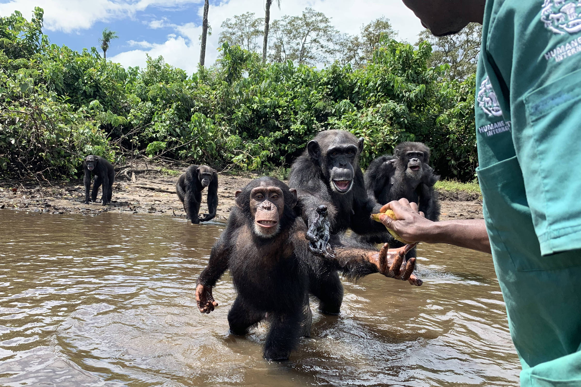 Chimpanzé No Centro De Resgate De Macacos Do Mundo Dos Macacos Na  Inglaterra Dorsal Imagem de Stock - Imagem de grama, macaco: 239336051