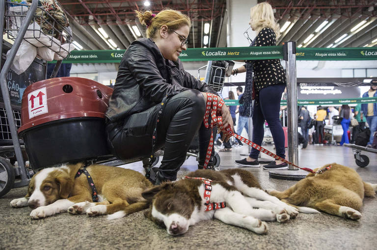 Passageira Marcelle Alonso Melo,19, com um de seus três filhotes de border collie no terminal 2 de Cumbica antes de embarcar para Salvador