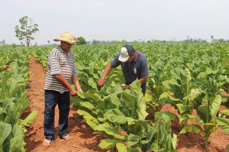Plantações de tabaco no Paraguai e o contrabando para o Brasil