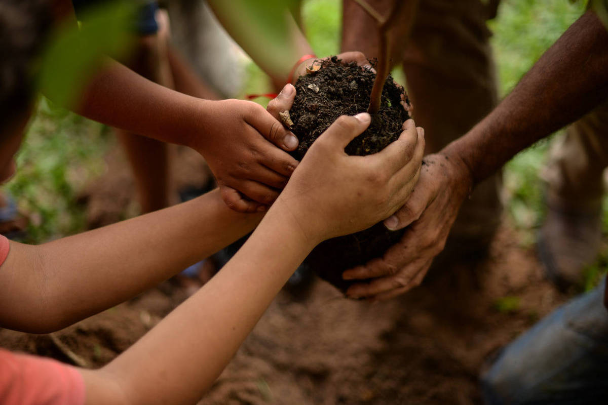 MST planeja plantar 100 milhões de árvores pelo Brasil em dez anos