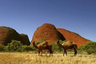 To match Reuters Life! AUSTRALIA-CAMELS/