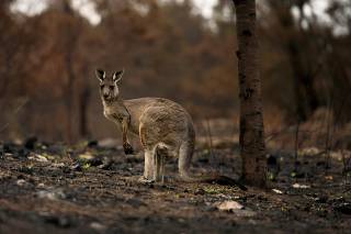 An injured kangaroo limps through burnt bushland in Cobargo