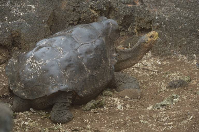 Diego, a tartaruga considerada responsável por salvar sua espécie