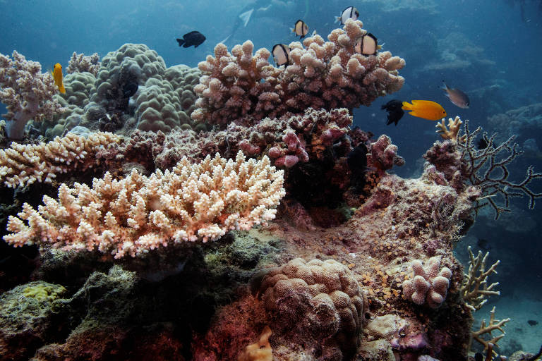 Cientistas usam inteligência artificial para ouvir sons e monitorar saúde de recife de coral