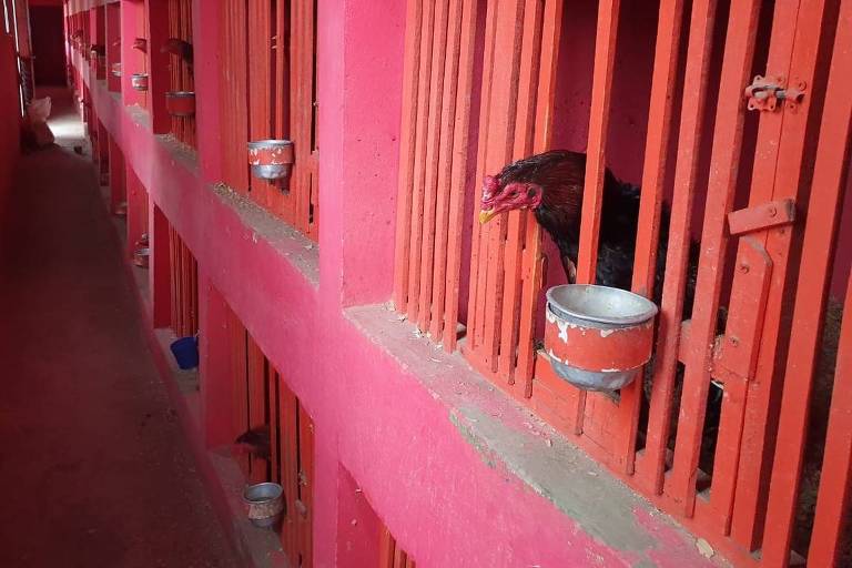 Polícia descobre 'centro de treinamento' para rinha com mil galos em SP