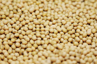 FILE PHOTO: A bushel of soybeans are shown on display in the Monsanto research facility in Creve Coeur