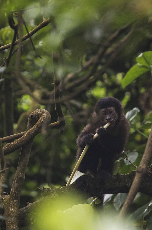 Macaco prego se aproxima da trilha