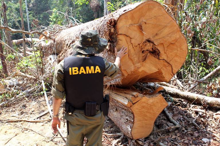 Ibama combate desmatamento ilegal na região de Castelo dos Sonhos, em Altamira (PA) 
