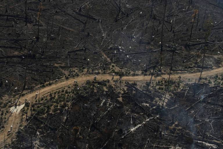 Imagem mostra área de vegetação devastada por fogo