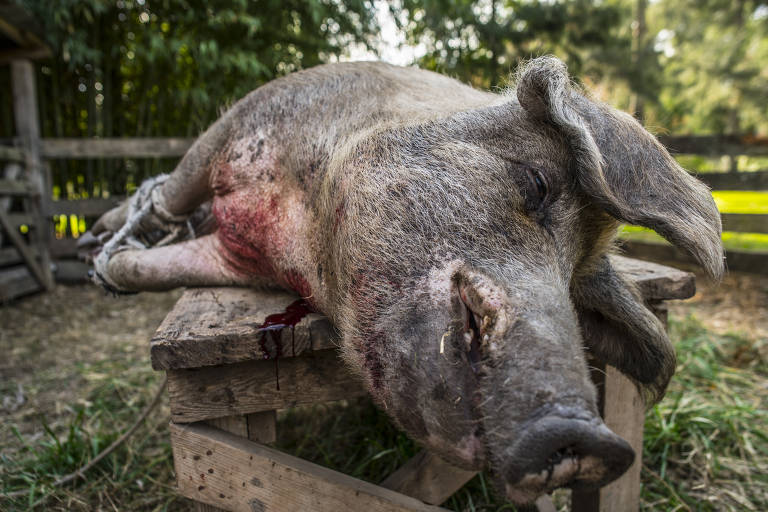 Confira a matança de porcos em evento conduzido por Pablo Rivero