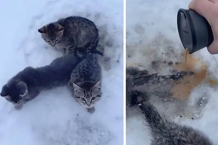 Homem usa café para salvar gatinhos presos na neve; veja