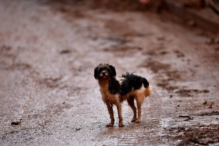 Chuva em Minas e coronavírus; veja imagens da semana com cães